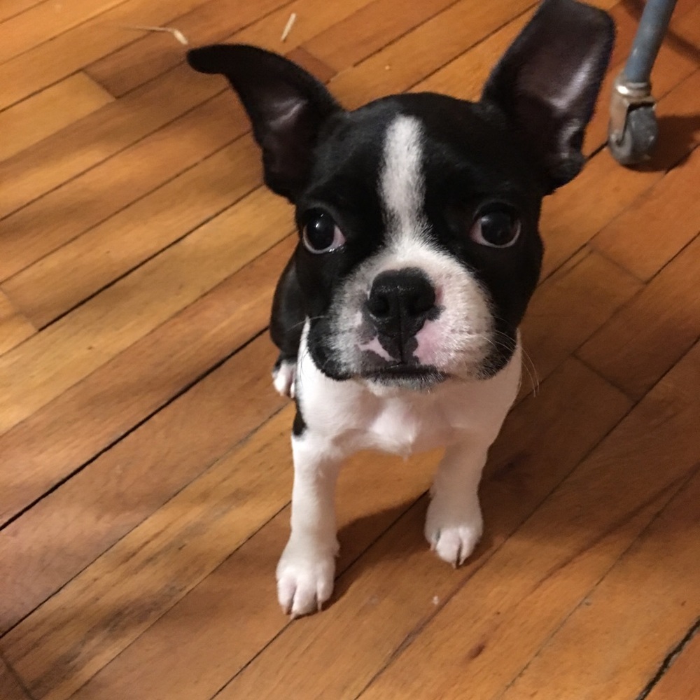 Meet your Posher, Patty